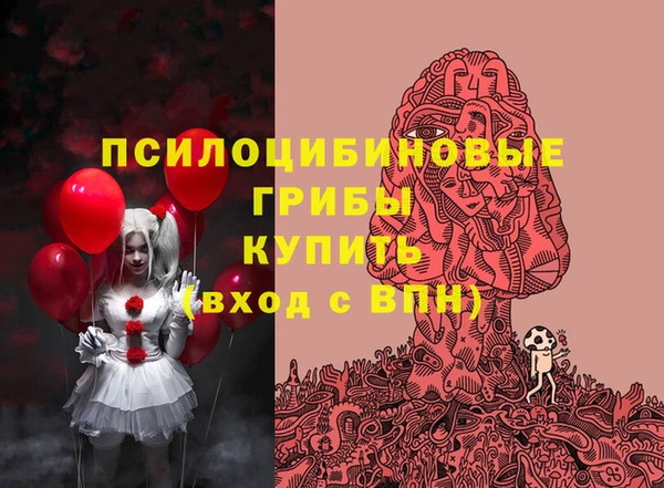 индика Каменногорск